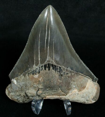 Megalodon Tooth - Sharp Tip #6378
